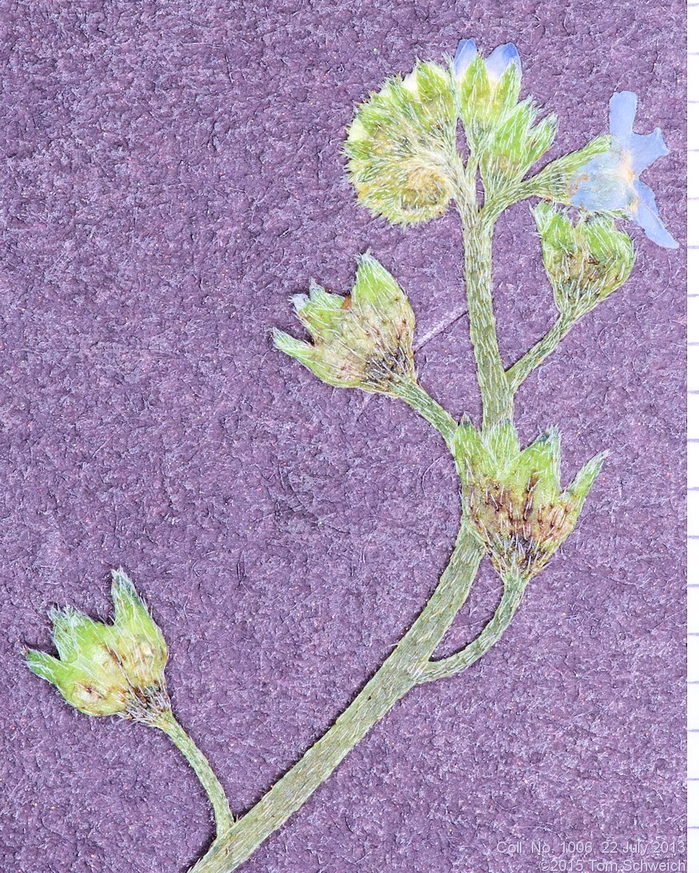 Boraginaceae Myosotis laxa