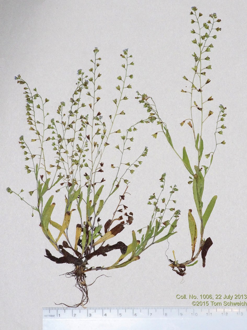Boraginaceae Myosotis laxa