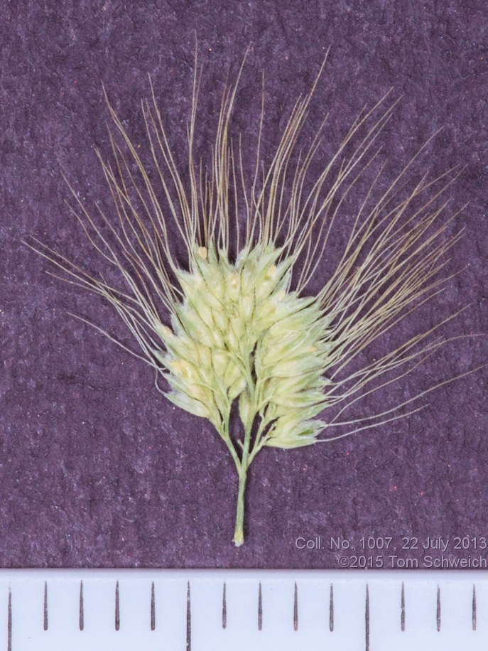 Poaceae, Polypogon monspeliensis