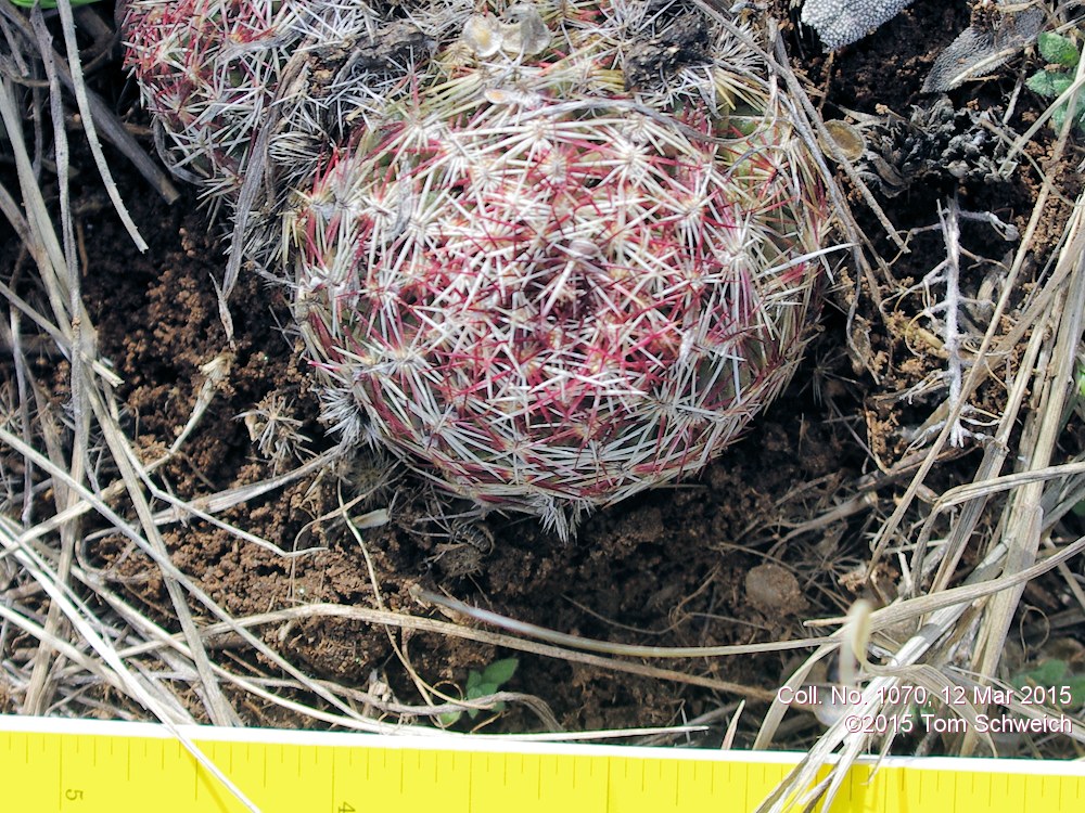 Cactaceae Escobaria vivipara