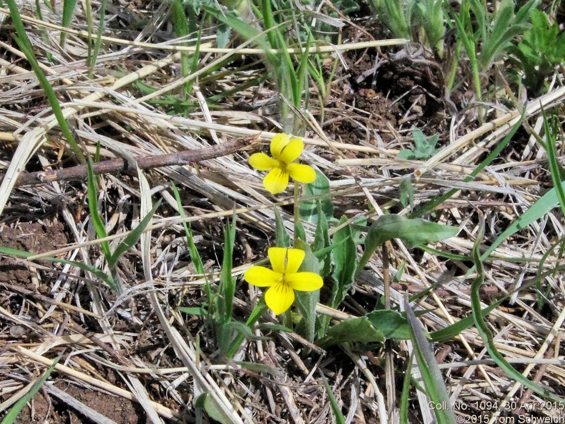 Violaceae Viola nuttallii
