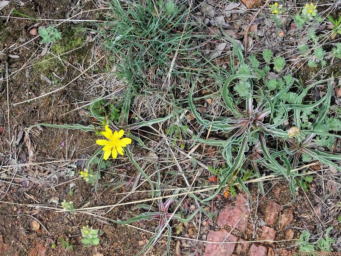 Asteraceae, Nothocalais cuspidata