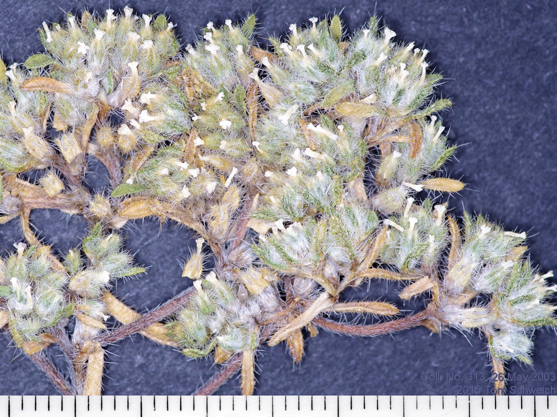 Boraginaceae Cryptantha circumcissa