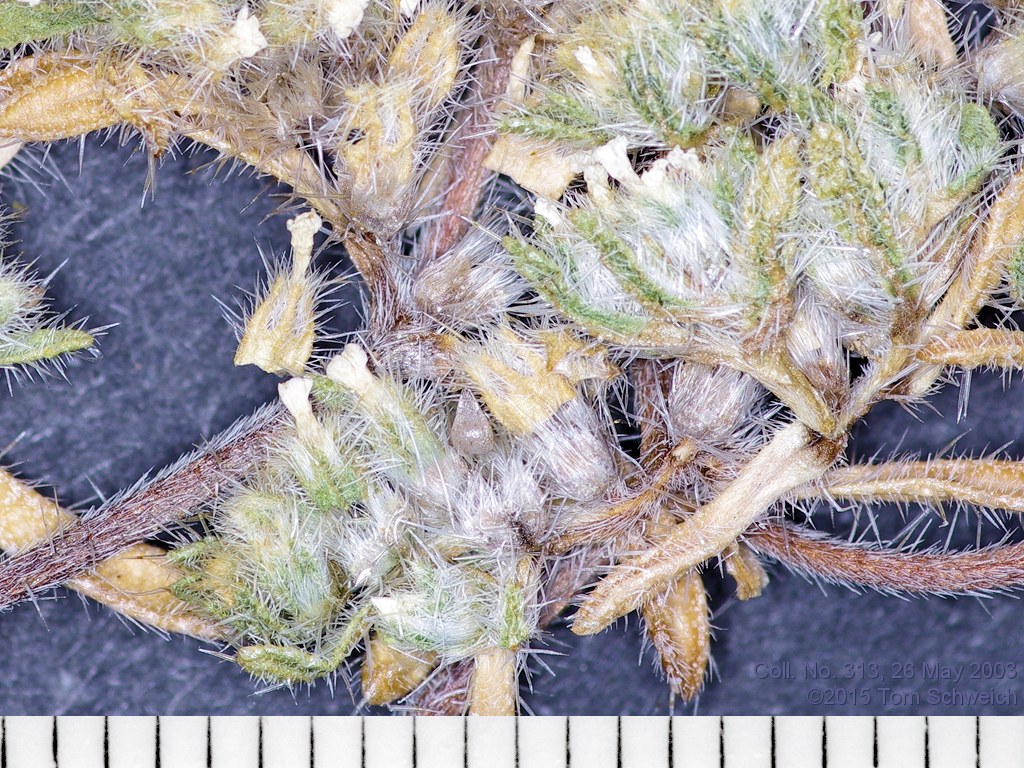Boraginaceae Cryptantha circumcissa