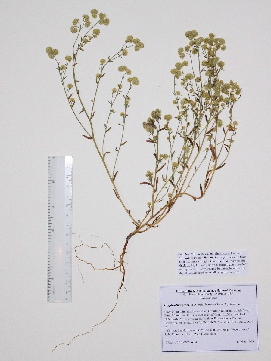 Boraginaceae Cryptantha gracilis