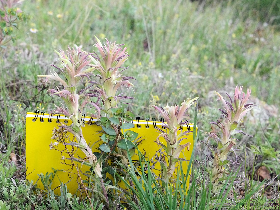 Orobanchaceae Castilleja sessiliflora