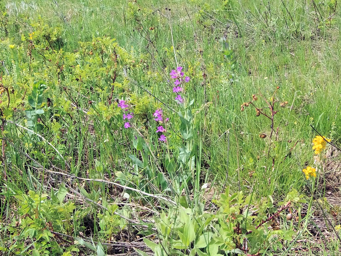Plantaginaceae Penstemon secundiflorus
