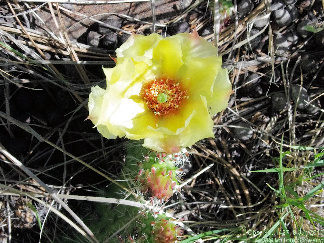 Cactaceae Opuntia polyacantha