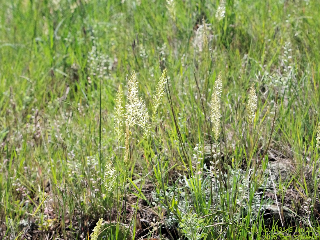 Poaceae Koeleria macrantha