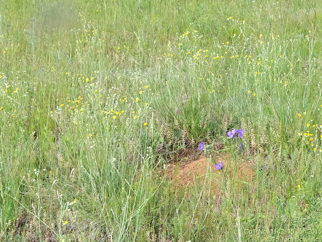 Commelinaceae Tradescantia occidentalis
