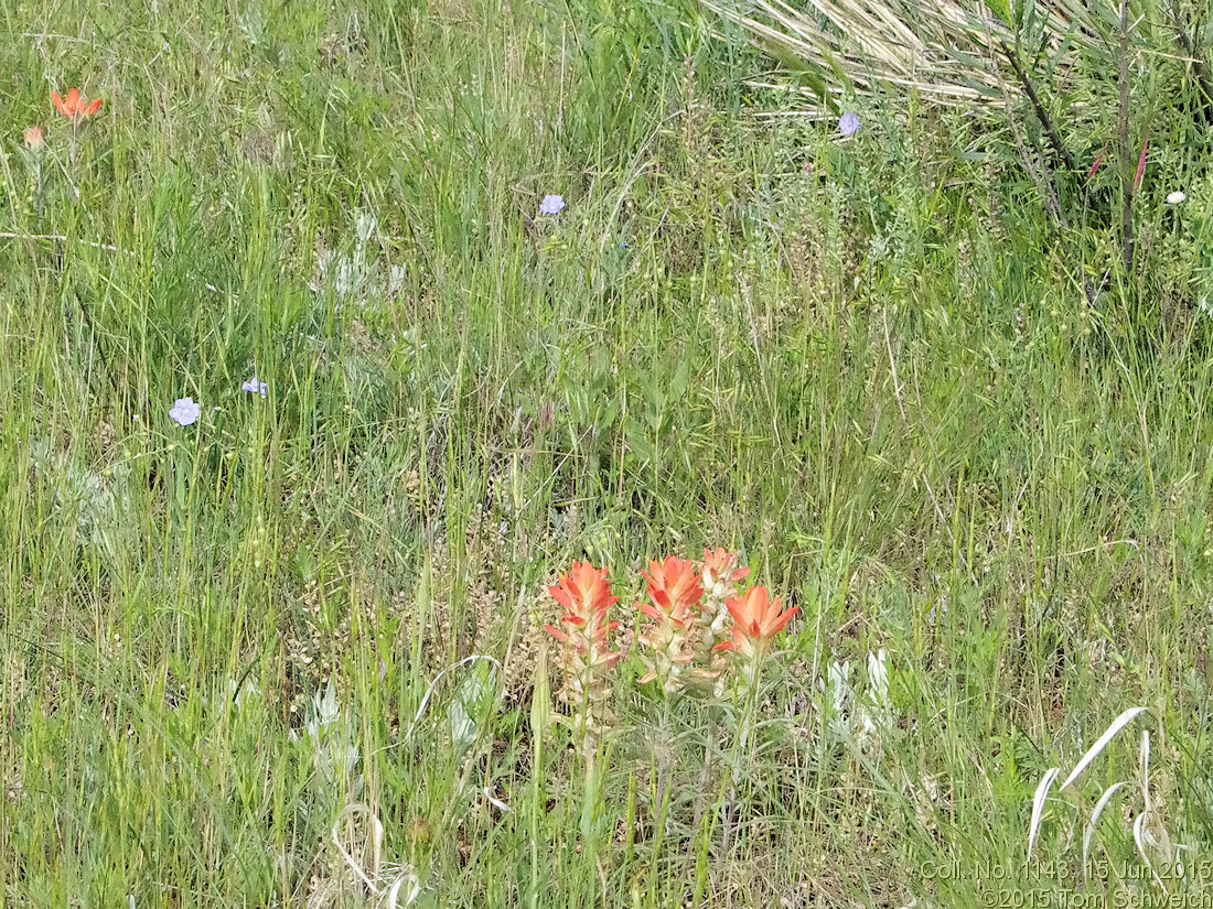 Orobancheaceae Castilleja