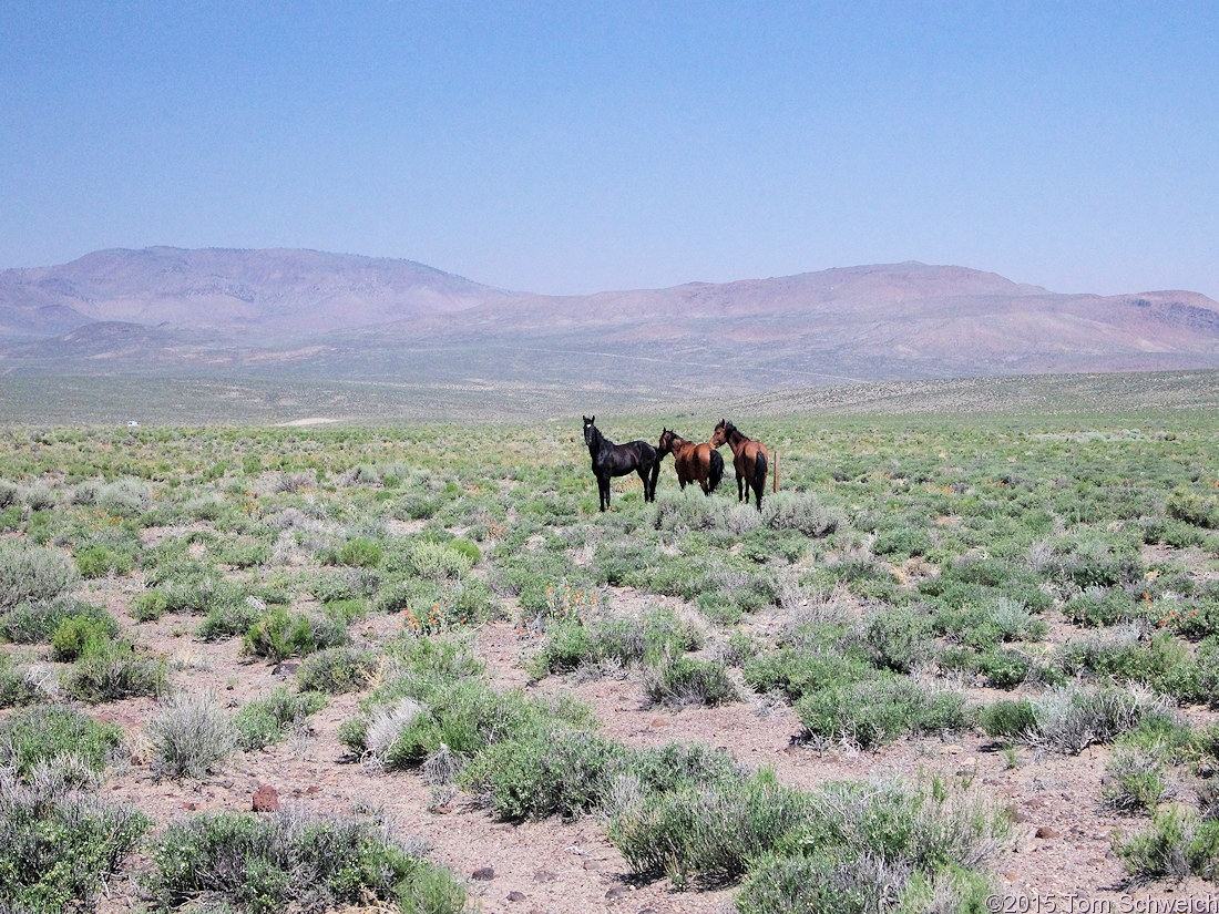 Nevada, Mineral County, Basalt