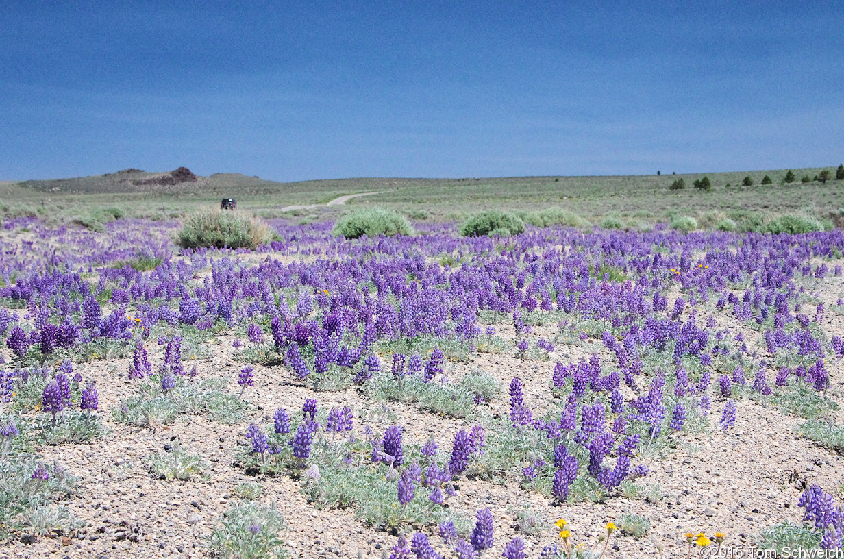 Fabaceae Lupinus duranii