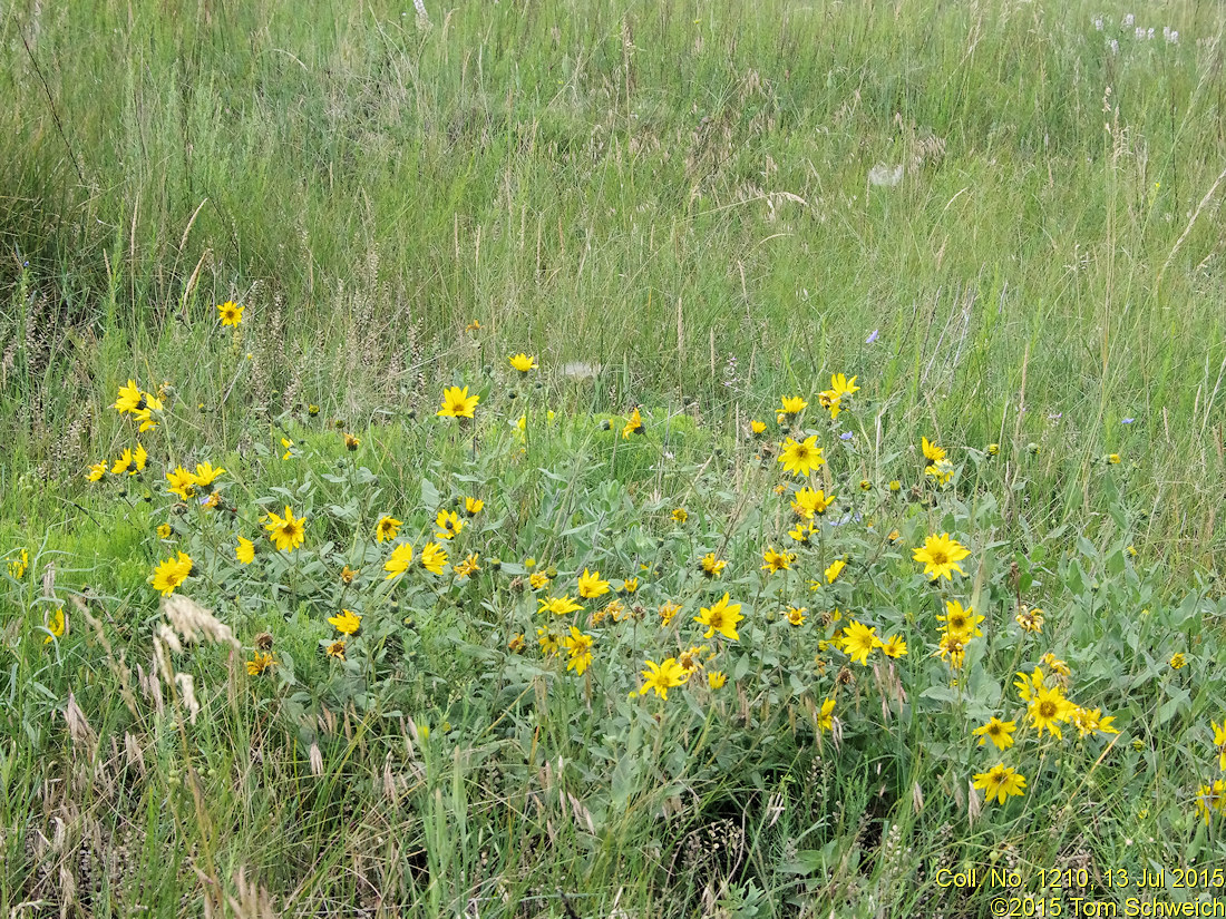 Asteraceae Helianthus pumilis