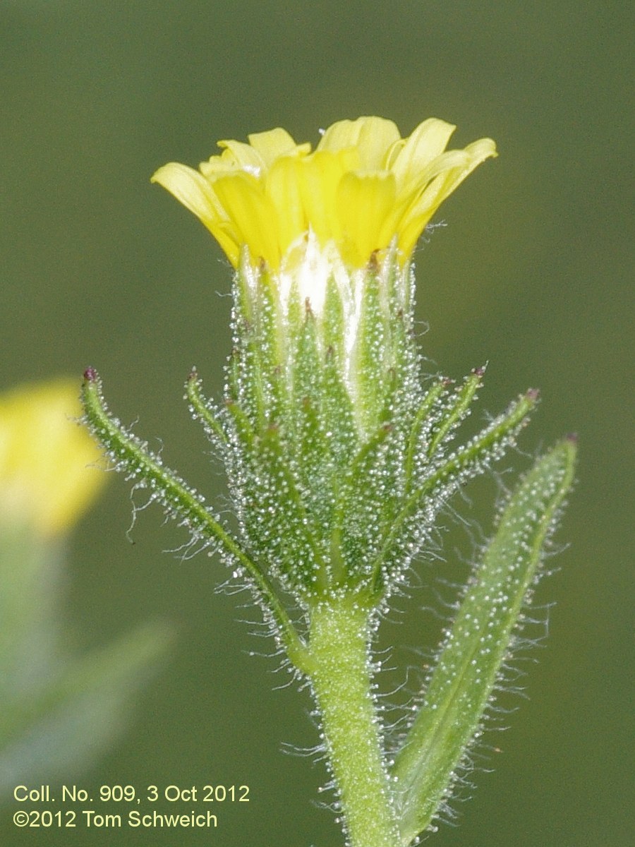 Asteraceae Dittrichia graveolens