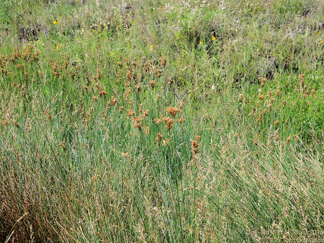 Juncaceae Juncus