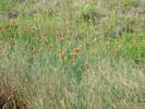 Full Size Image