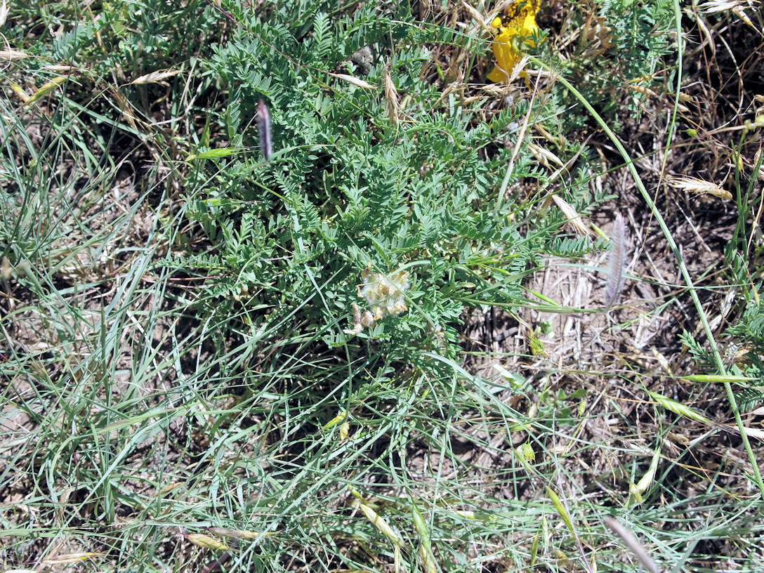 Fabaceae Astragalus agrestis