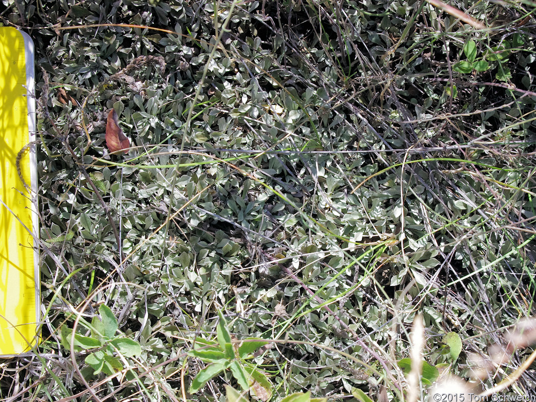 Asteraceae Antennaria rosea