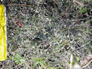 Full Size Image