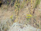 Full Size Image