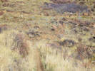 Full Size Image