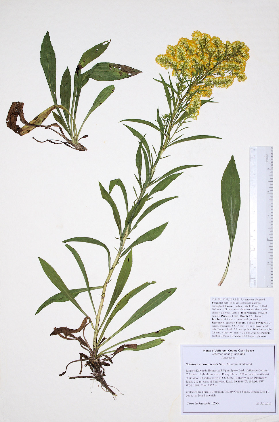 Asteraceae Solidago missouriensis