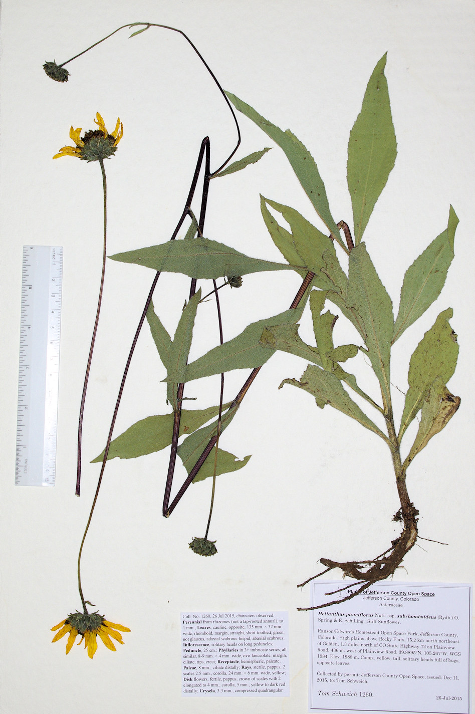 Asteraceae Helianthus pauciflorus subrhomboideus
