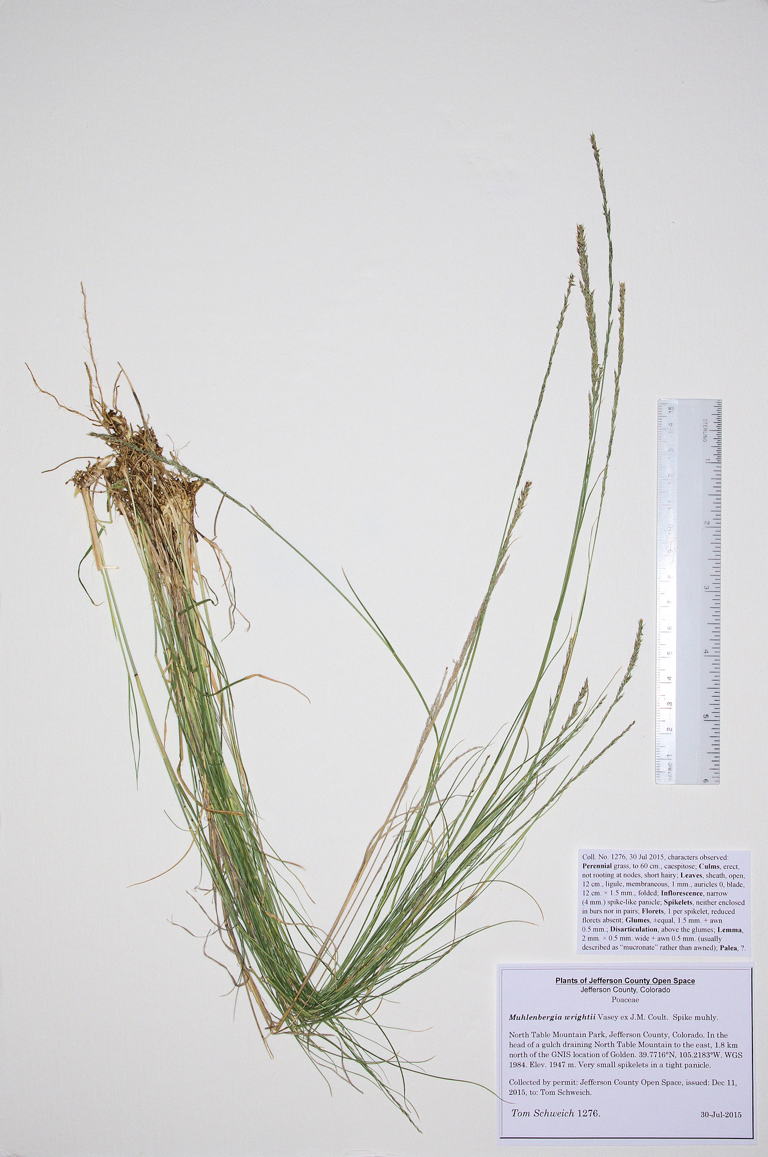 Poaceae Muhlenbergia wrightii
