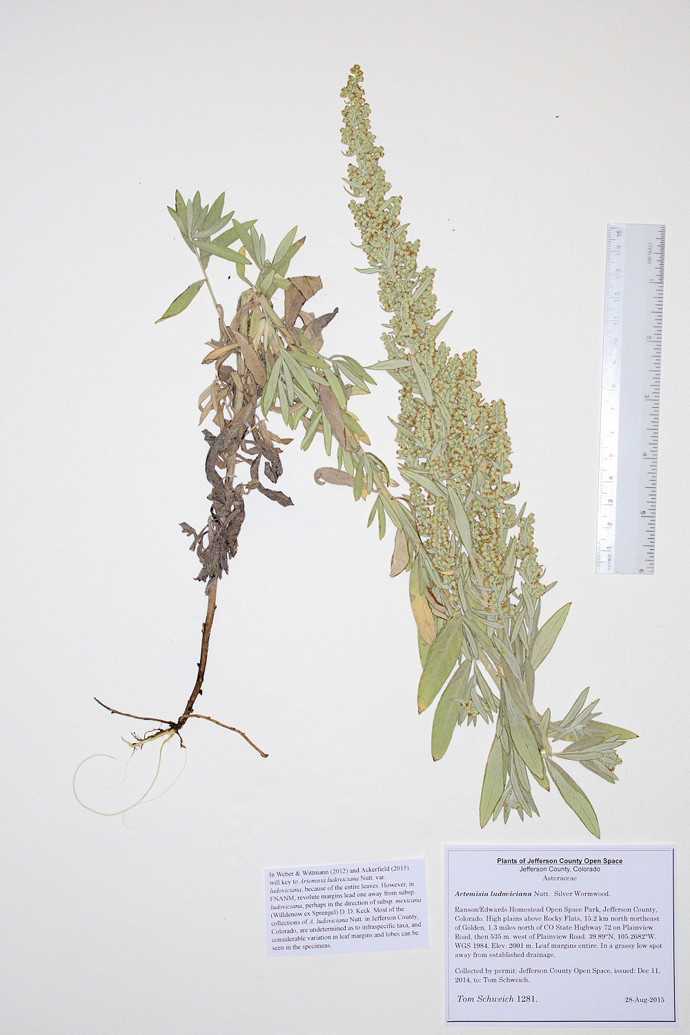 Asteraceae Artemisia ludoviciana