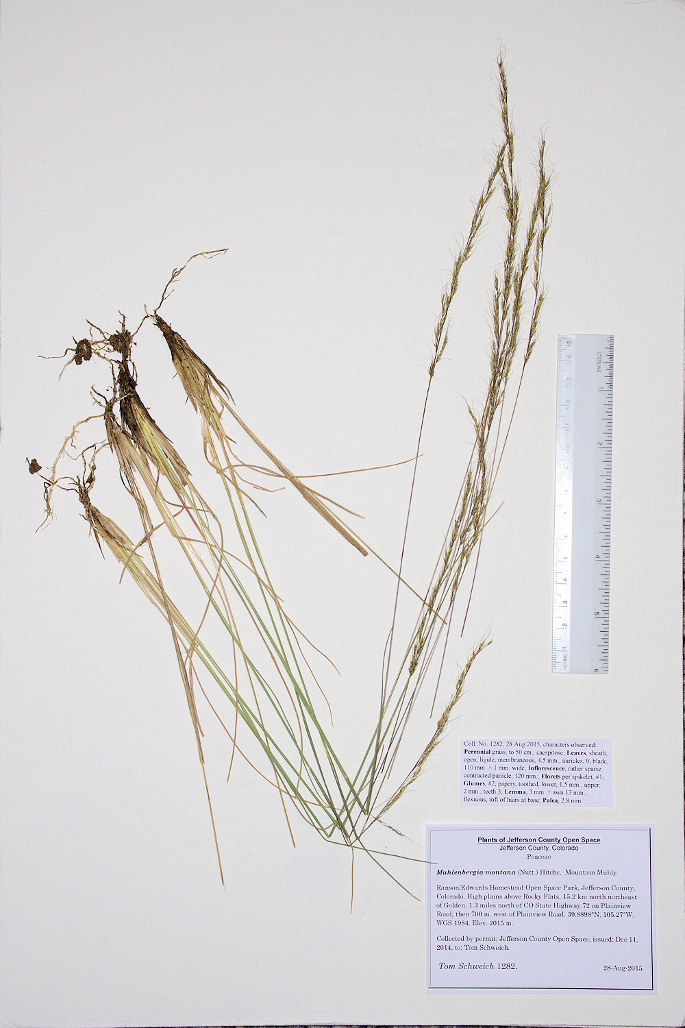 Poaceae Muhlenbergia montana