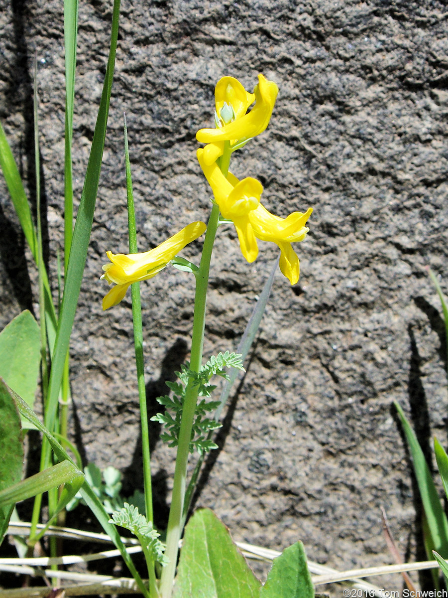 Fumariaceae Corydalis aurea