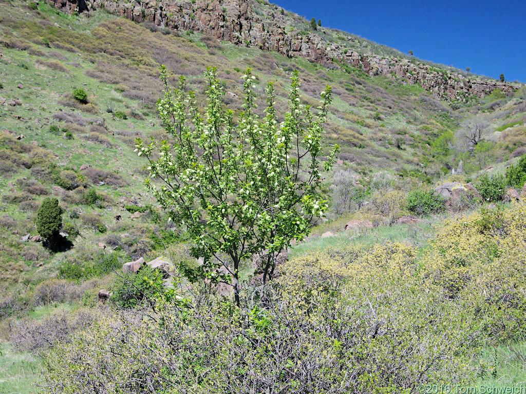 Rosaceae Prunus virginiana