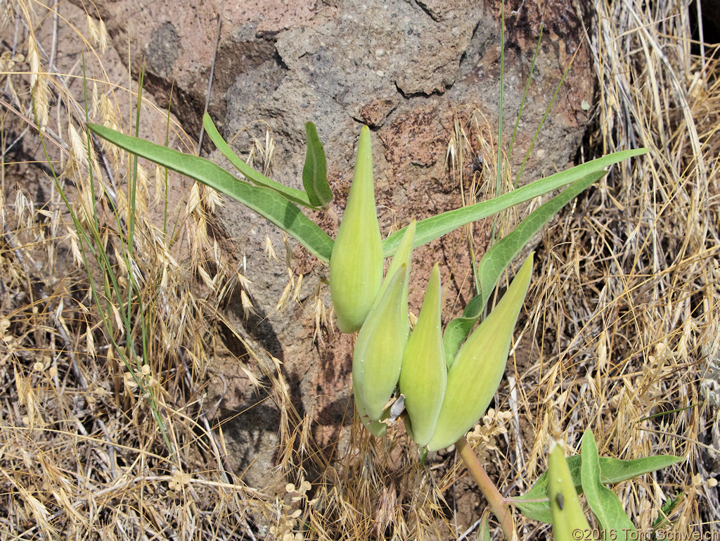 Asclepiadaceae Asclepias