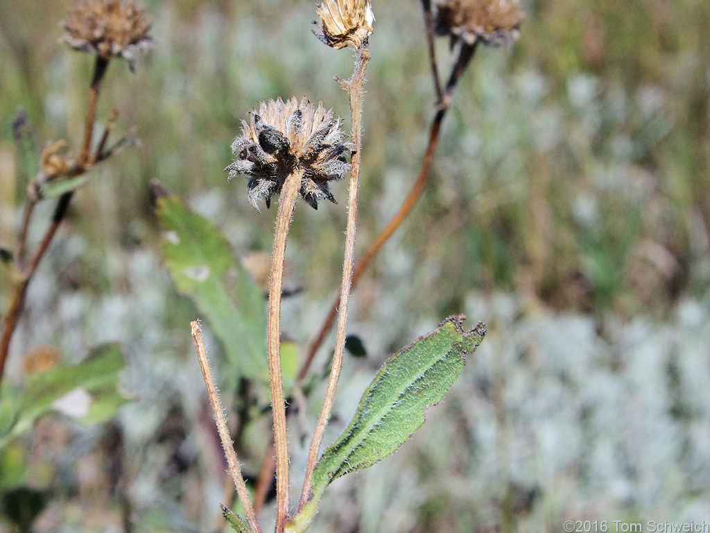 Asteraceae Helianthus pauciflorus subrhomboideus