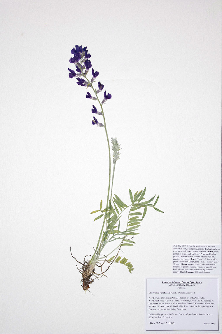 Fabaceae Oxytropis lambertii