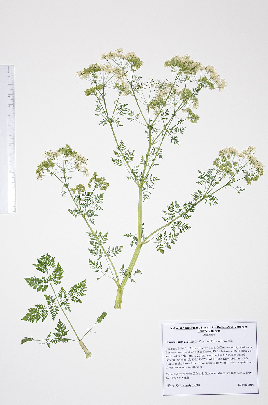 Apiaceae Conium maculatum
