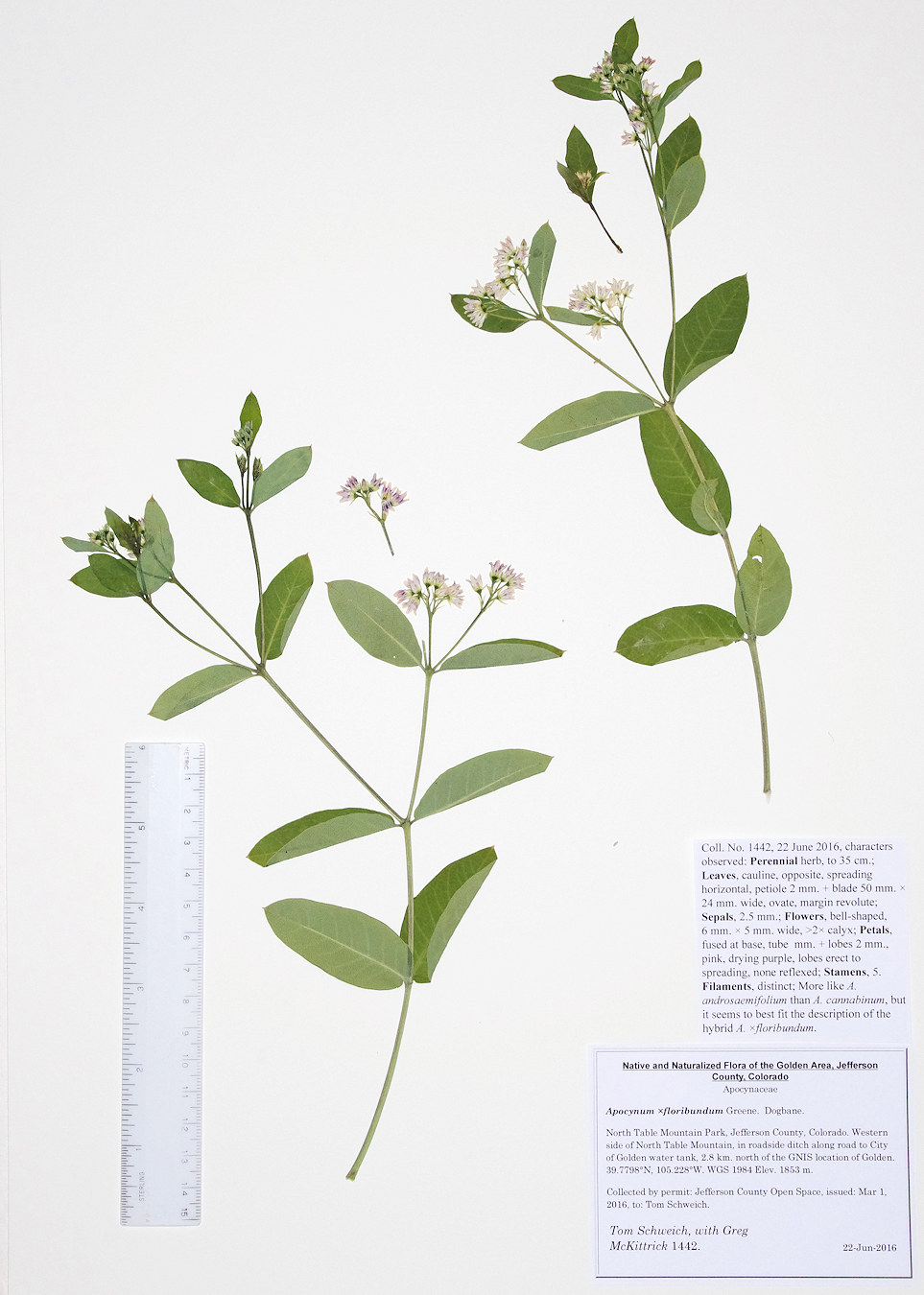 Apocynaceae Apocynum �floribundum
