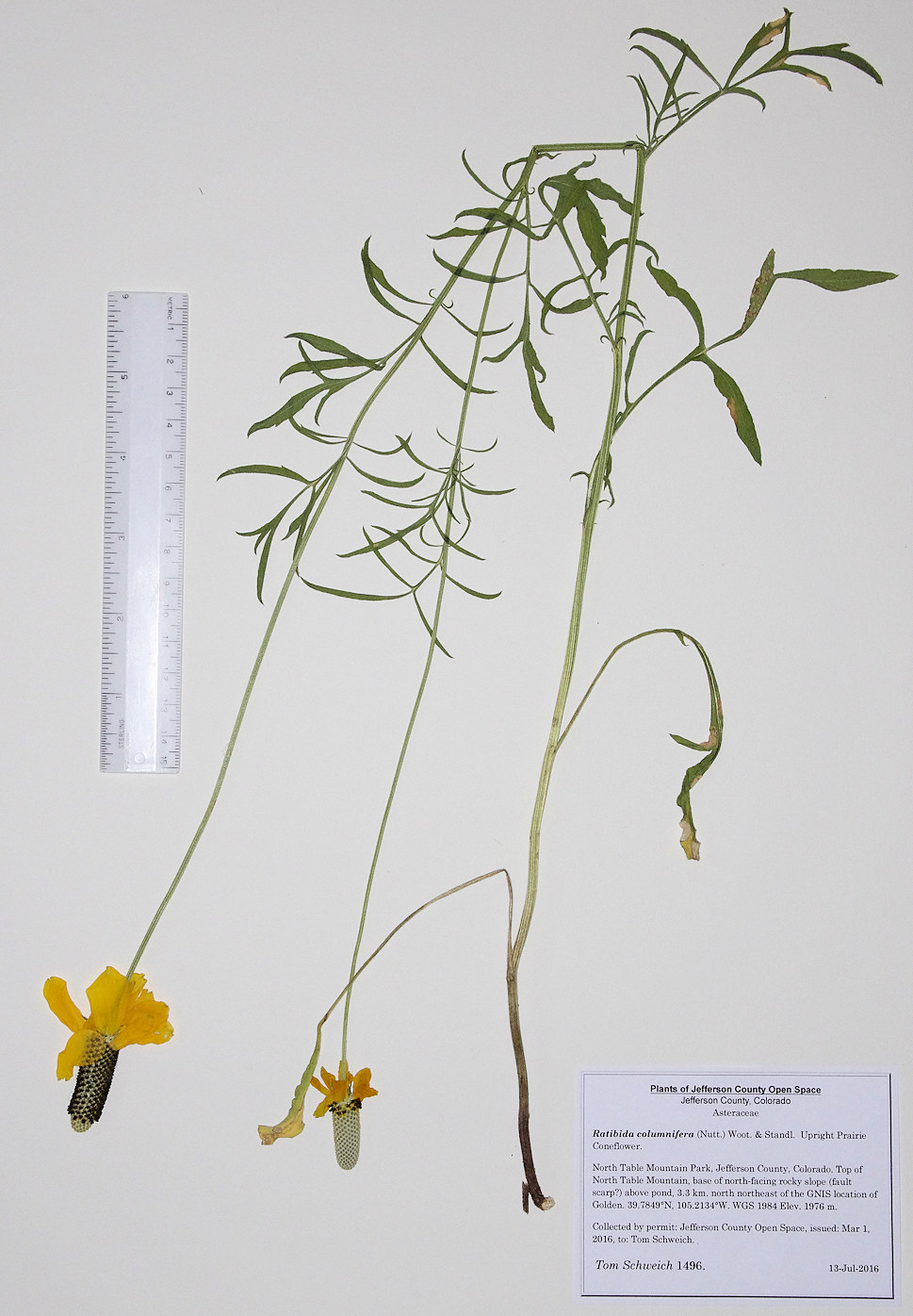 Asteraceae Ratibida columnifera