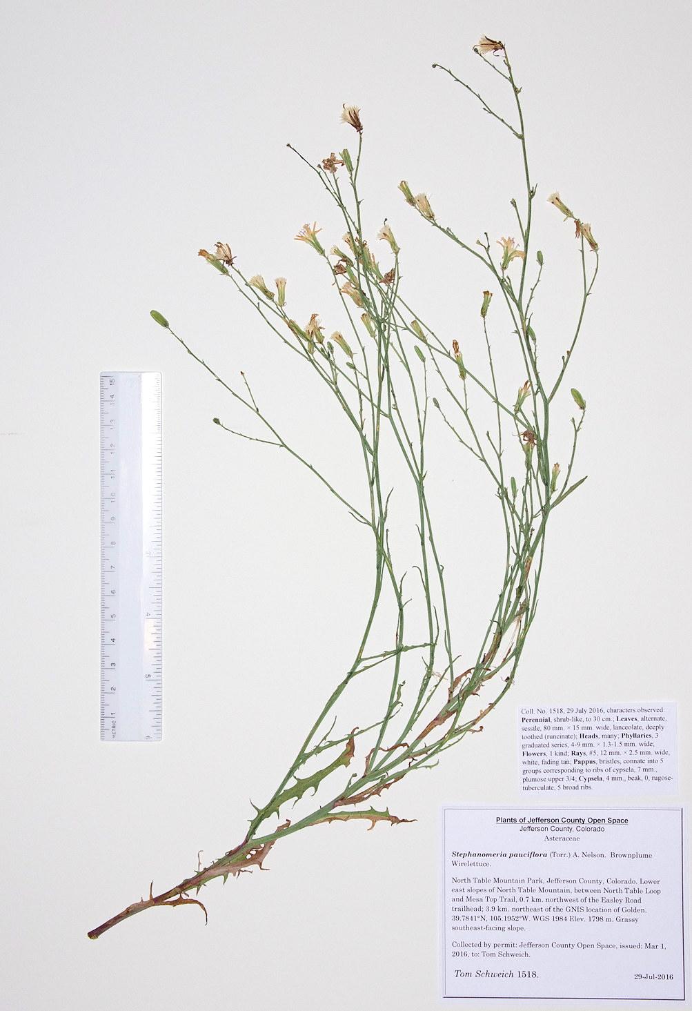 Asteraceae Stephanomeria pauciflora
