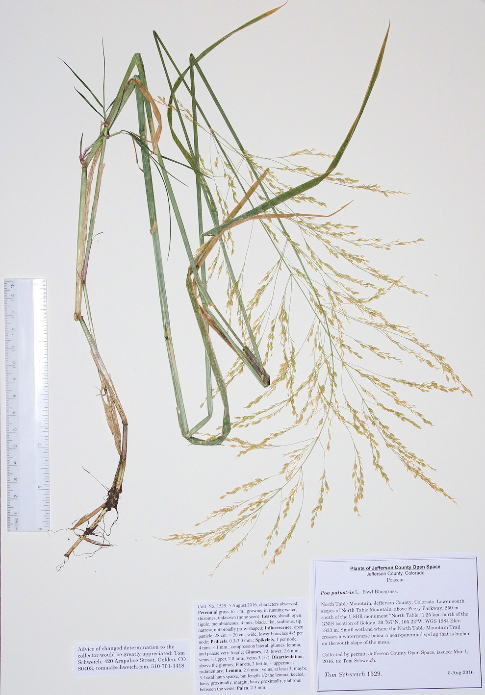 Poaceae Poa palustris