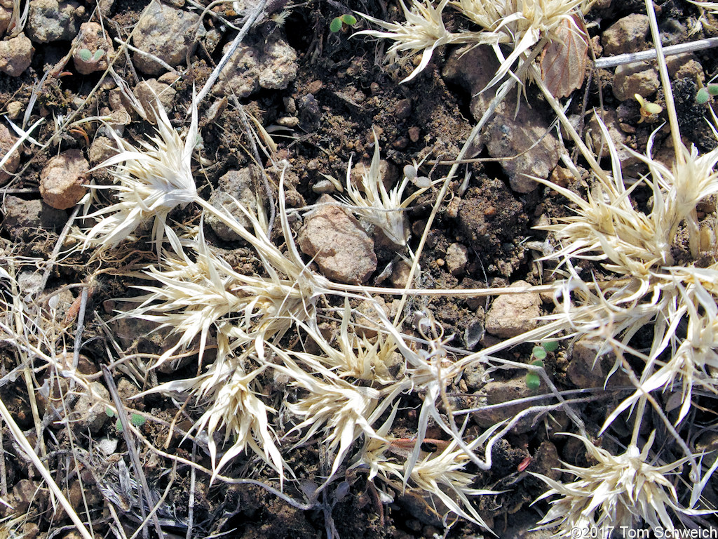 Poaceae Munroa squarrosa