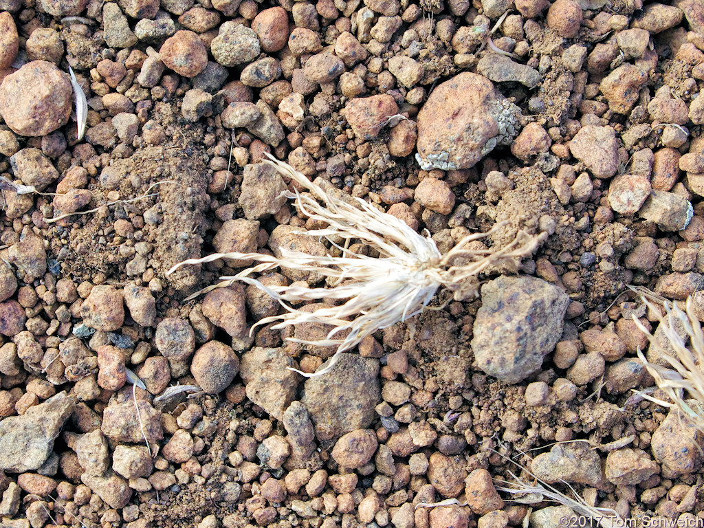 Poaceae