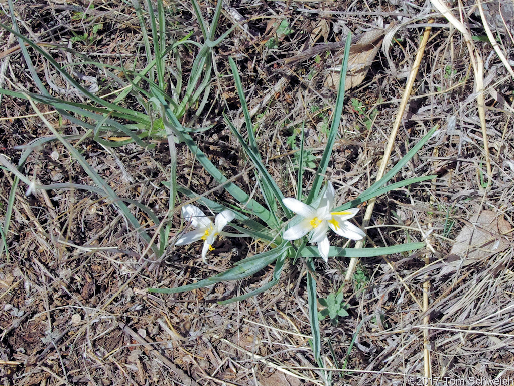 Anthericeae Leucocrinum montanum