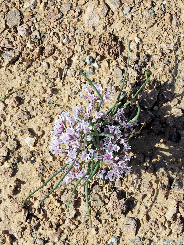 Alliaceae Allium