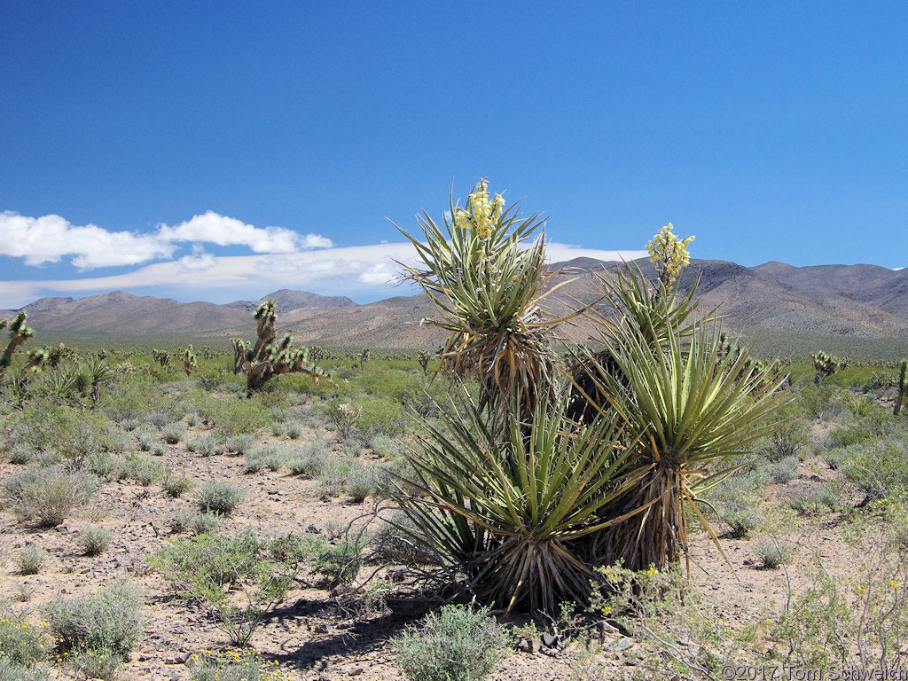 Agavaceae Yucca schidigera