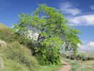 Full Size Image