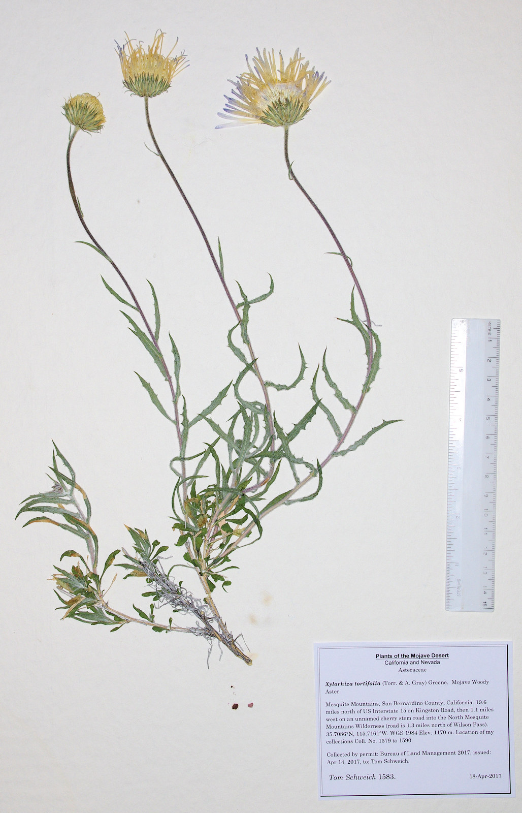 Asteraceae Xylorhiza tortifolia