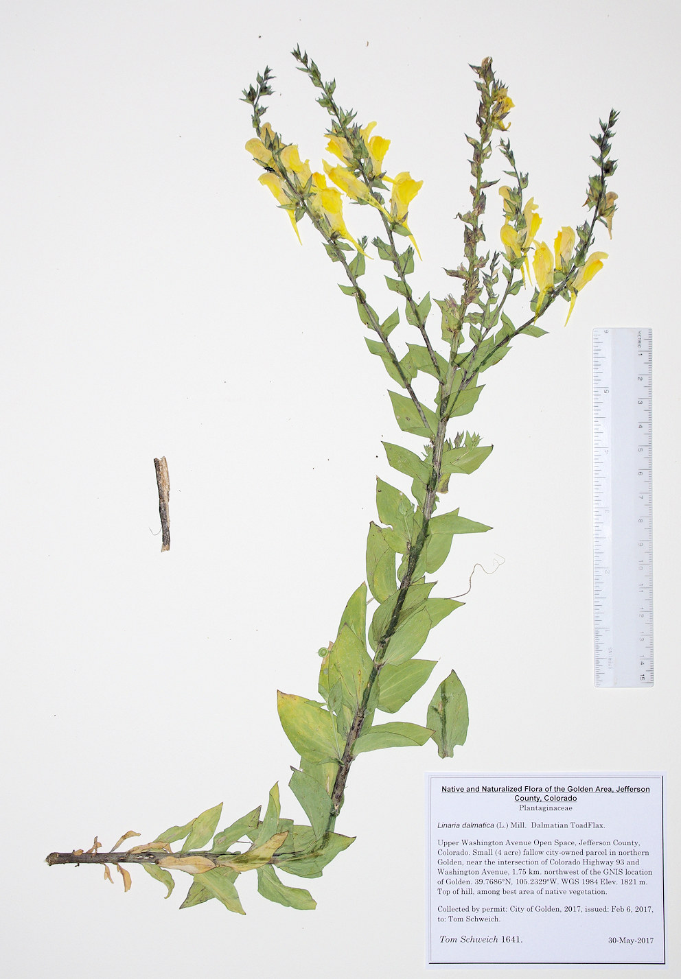 Plantaginaceae Linaria dalmatica