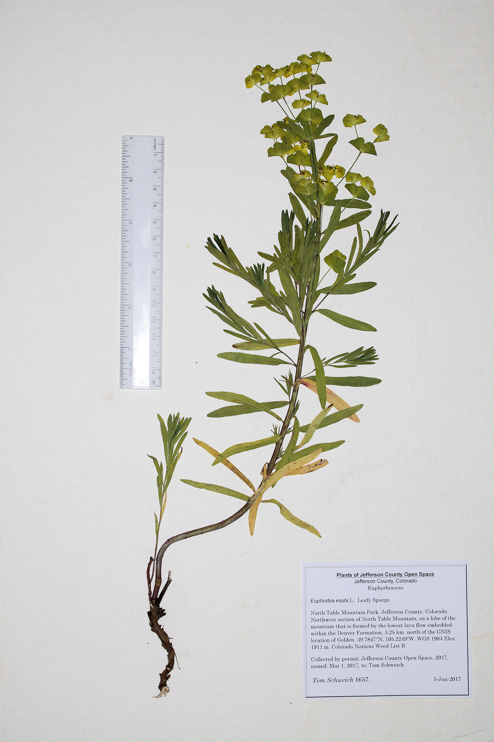 Euphorbiaceae Euphorbia esula